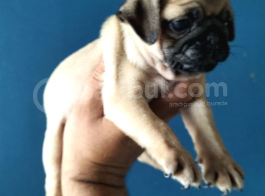 Pugmops Yavrular görsel