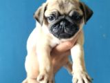 Pugmops Yavrular