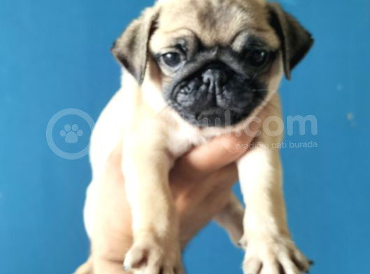 Pugmops Yavrular görsel