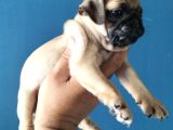 Pugmops yavrular