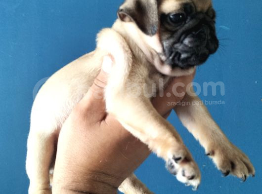 Pugmops Yavrular