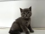 55 günlük Minik Yavru kedi