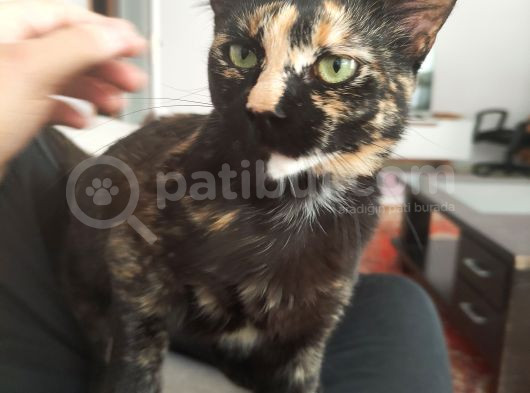 Kırıkkale Balıseyhte Kayıp Kedi görsel