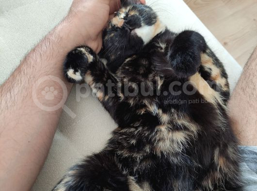 Kırıkkale Balıseyhte Kayıp Kedi görsel