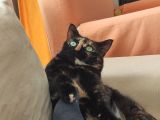 Kırıkkale Balıseyhte Kayıp Kedi