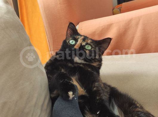 Kırıkkale Balıseyhte Kayıp Kedi görsel