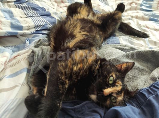 Kırıkkale Balıseyhte Kayıp Kedi görsel