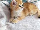 British Shorthair Golden Ny11 Orjinal Safkan