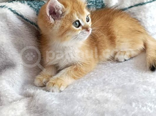 British Shorthair Golden Ny11 Orjinal Safkan görsel
