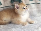 British Shorthair Golden Ny11 Orjinal Safkan