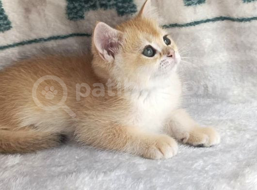 British Shorthair Golden Ny11 Orjinal Safkan görsel