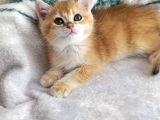 British shorthair golden ny11 orjinal safkan