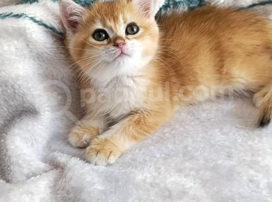 British Shorthair Golden Ny11 Orjinal Safkan