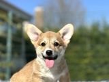 Türkiyede Tek SCRli Welsh Corgi