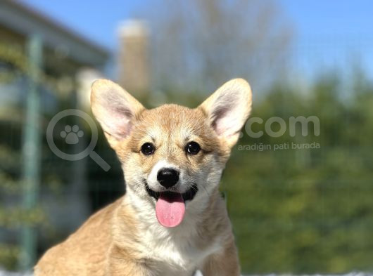 Türkiyede Tek Scrli Welsh Corgi