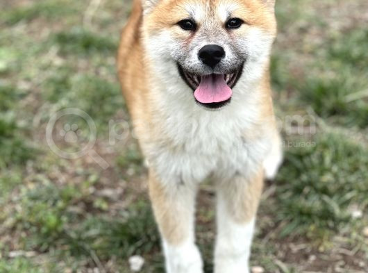 Güzeller Güzeli Akita Kızımız görsel