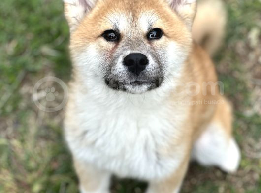 Güzeller Güzeli Akita Kızımız görsel