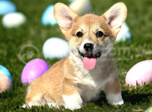 Türkiyede Tek Scrli Welsh Corgi görsel