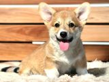 Türkiyede Tek Scrli Welsh Corgi