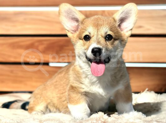 Türkiyede Tek Scrli Welsh Corgi görsel