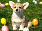 Türkiyede Tek Scrli Welsh Corgi