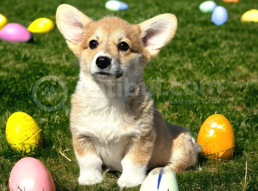 Türkiyede Tek Scrli Welsh Corgi görsel