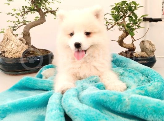 Türkiye Samoyed Birincilik Adayı Babadan Yavrular