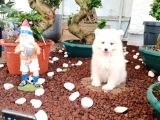 Türkiye Samoyed Birincilik Adayı Babadan Yavrular