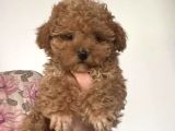 Kahve tonlu mini boy puppy sevimli yavrular MALTİPO CİNSİ 