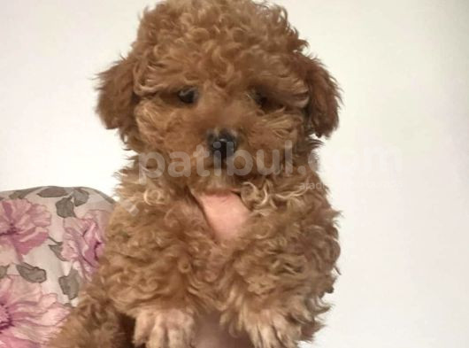 Kahve Tonlu Mini Boy Puppy Sevimli Yavrular Malti̇po Ci̇nsi̇ 