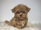 Kıpkırmızı Red tooy poodle sevimli yavrular 
