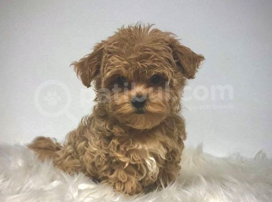 Kıpkırmızı Red Tooy Poodle Sevimli Yavrular 