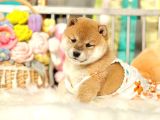 Yurtdışı Menşeili Shiba Yavrularımız