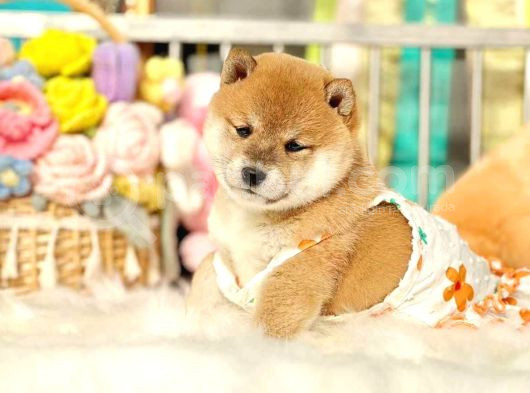 Yurtdışı Menşeili Shiba Yavrularımız görsel