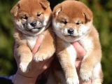 yurtdışı Menşeili Shiba Yavrularımız