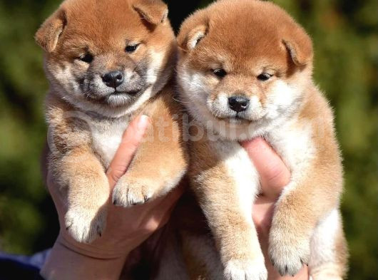 Yurtdışı Menşeili Shiba Yavrularımız