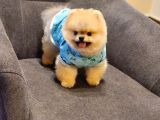 Daha İyisi Yok 14 Aylık Erkek Pomeranian