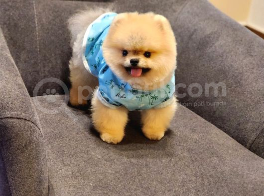 Daha İyisi Yok 14 Aylık Erkek Pomeranian görsel