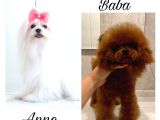 Güzeller Güzeli Maltipoo Yavrular