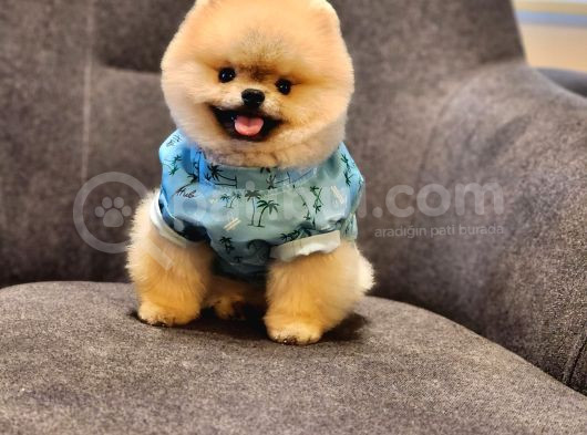 Daha İyisi Yok 14 Aylık Erkek Pomeranian görsel