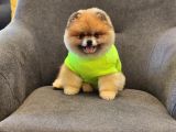 2 Yaşında Efsane Erkek Pomeranian