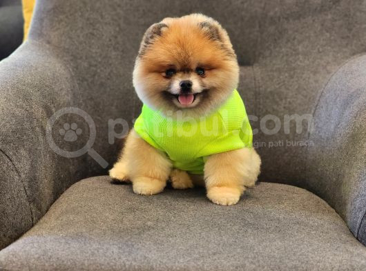 2 Yaşında Efsane Erkek Pomeranian görsel
