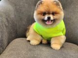 2 Yaşında Efsane Erkek Pomeranian