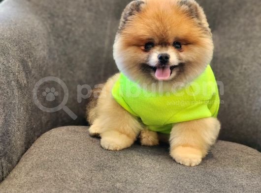 2 Yaşında Efsane Erkek Pomeranian