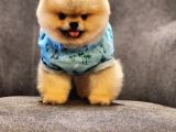 Daha İyisi Yok 14 Aylık Erkek Pomeranian