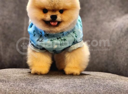 Daha İyisi Yok 14 Aylık Erkek Pomeranian görsel
