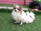 POMERİAN BOO IRKI BİR DOSTUNUZ OLSUN