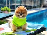 2 Yaşında Efsane Erkek Pomeranian