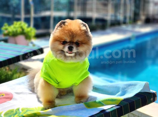 2 Yaşında Efsane Erkek Pomeranian görsel