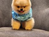 Daha İyisi Yok 14 Aylık Erkek Pomeranian